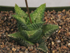 Haworthia venosa