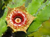 Huernia zebrina