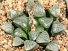 Haworthia bayeri