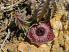 Huernia reticulata