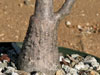 Jatropha capensis