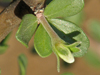 Jatropha cuneata