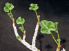 Jatropha pelargonifolia