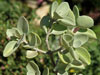 Kalanchoe bracteata