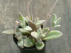 Kalanchoe eriophylla