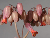 Kalanchoe fedtschenkoi