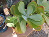 Kalanchoe luciae