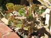 Kalanchoe marmorata