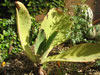 Kalanchoe synsepala