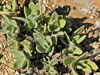 Kalanchoe tomentosa