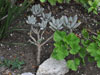 Kalanchoe tomentosa