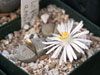 Lithops amicorum