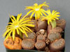 Lithops bromfieldii