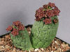 Larryleachia cactiformis