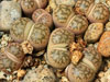 Lithops coleorum