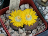 Lithops comptonii