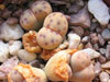 Lithops dinteri