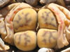 Lithops dinteri