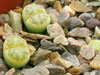 Lithops dinteri