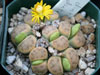 Lithops dinteri