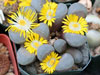 Lithops divergens