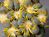 Lithops divergens