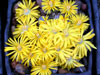 Lithops dorothae