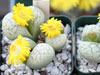 Lithops francisci