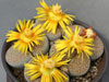 Lithops fulviceps