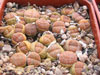 Lithops fulviceps