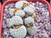 Lithops geyeri