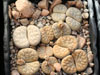 Lithops gracilidelineata