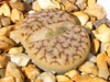 Lithops gracilidelineata