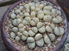 Lithops helmutii