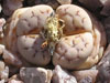 Lithops julii