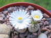 Lithops karasmontana
