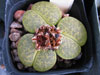 Lithops lesliei