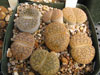 Lithops lesliei