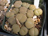 Lithops lesliei