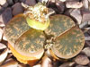 Lithops lesliei