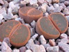 Lithops lesliei