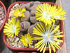 Lithops terricolor