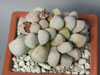 Lapidaria margaretae