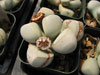 Lapidaria margaretae