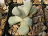 Lapidaria margaretae