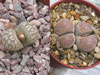 Lithops marmorata