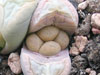 Lithops meyeri