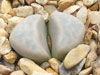 Lithops meyeri