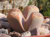 Lithops naureeniae