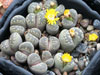 Lithops otzeniana